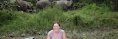 Seeing wild elephants on the Kinabatangan River, Indonesia